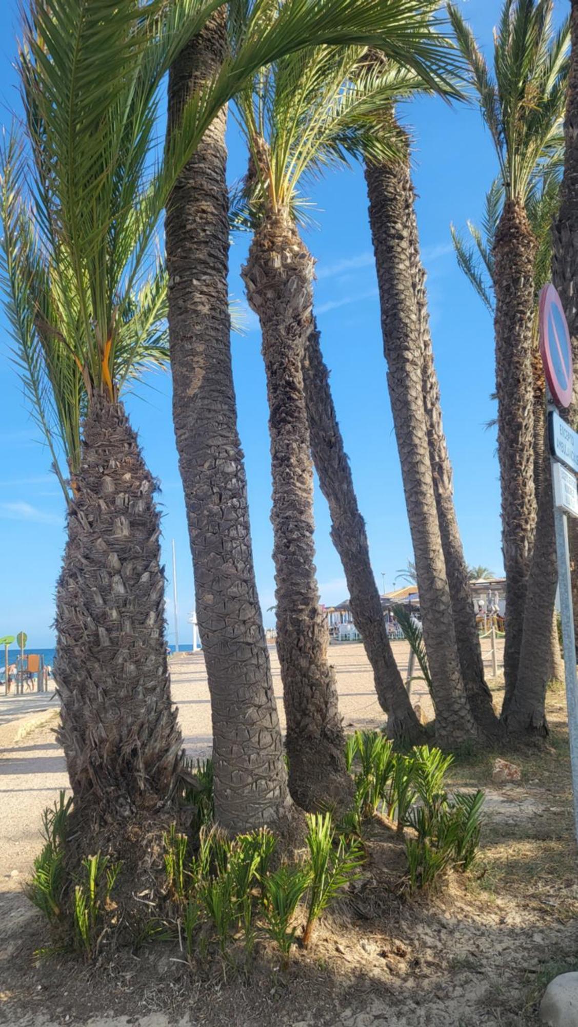 Apartamento Ines, Dehesa De Campoamor,900M From The Sea , Swimming Pool & Tennis Court Esterno foto